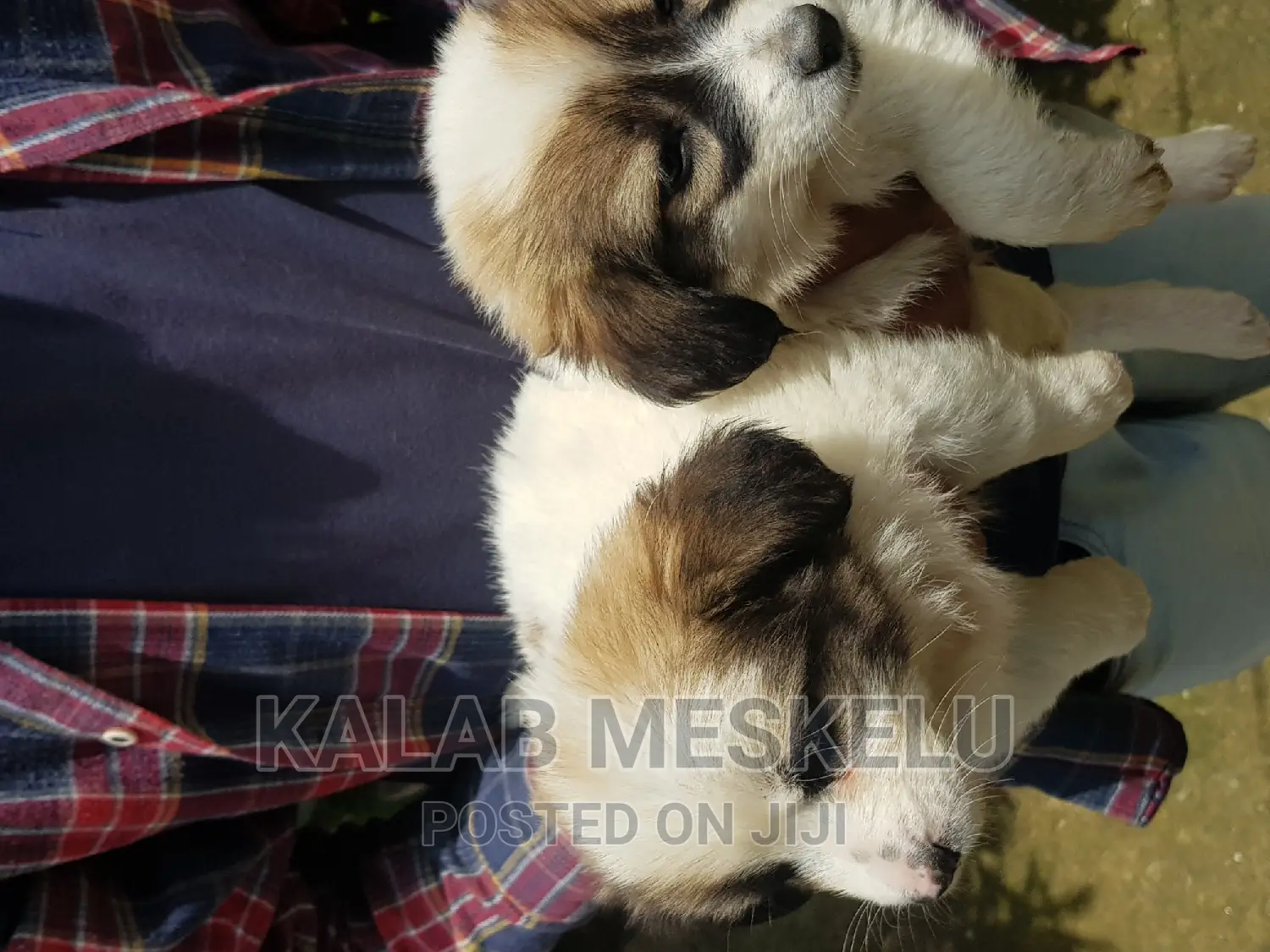 1-3 months Female Purebred Havanese