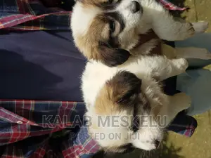 1-3 months Female Purebred Havanese