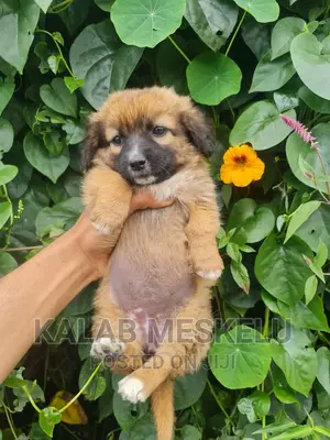 1-3 months Female Purebred Havanese