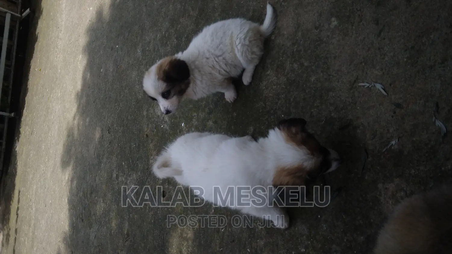 1-3 months Female Purebred Havanese