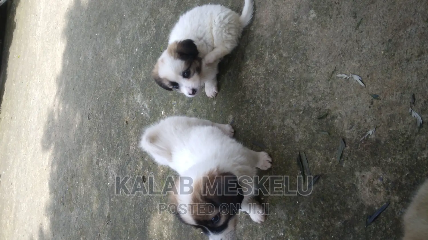 1-3 months Female Purebred Havanese