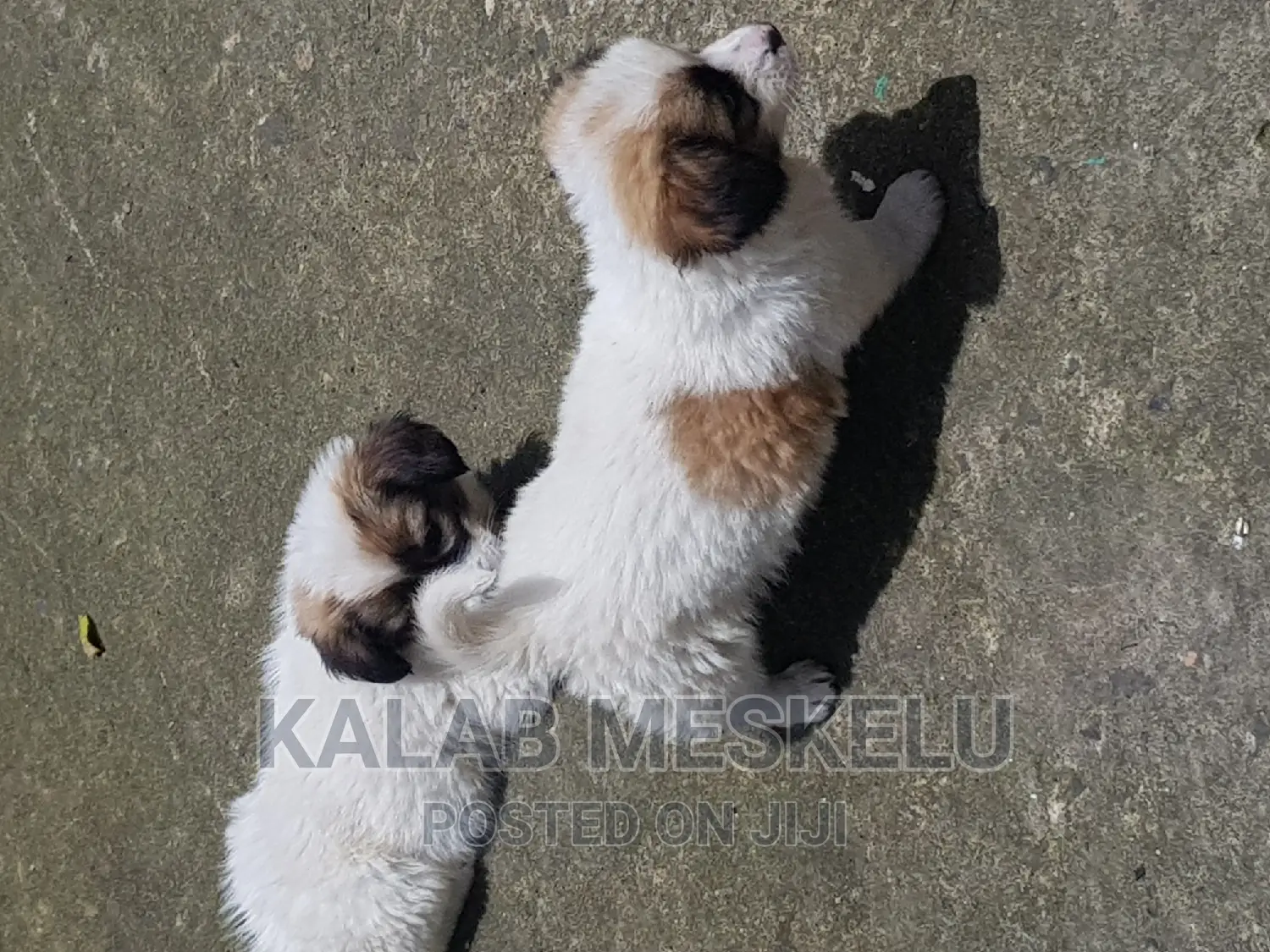 1-3 months Female Purebred Havanese