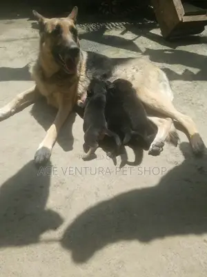 Photo - 1-3 months Male Purebred German Shepherd