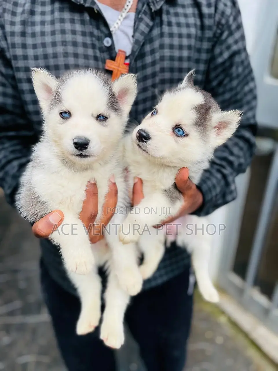 1-3 months Male Purebred Siberian Husky