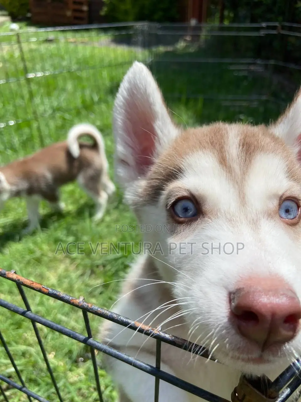 1-3 months Male Purebred Siberian Husky
