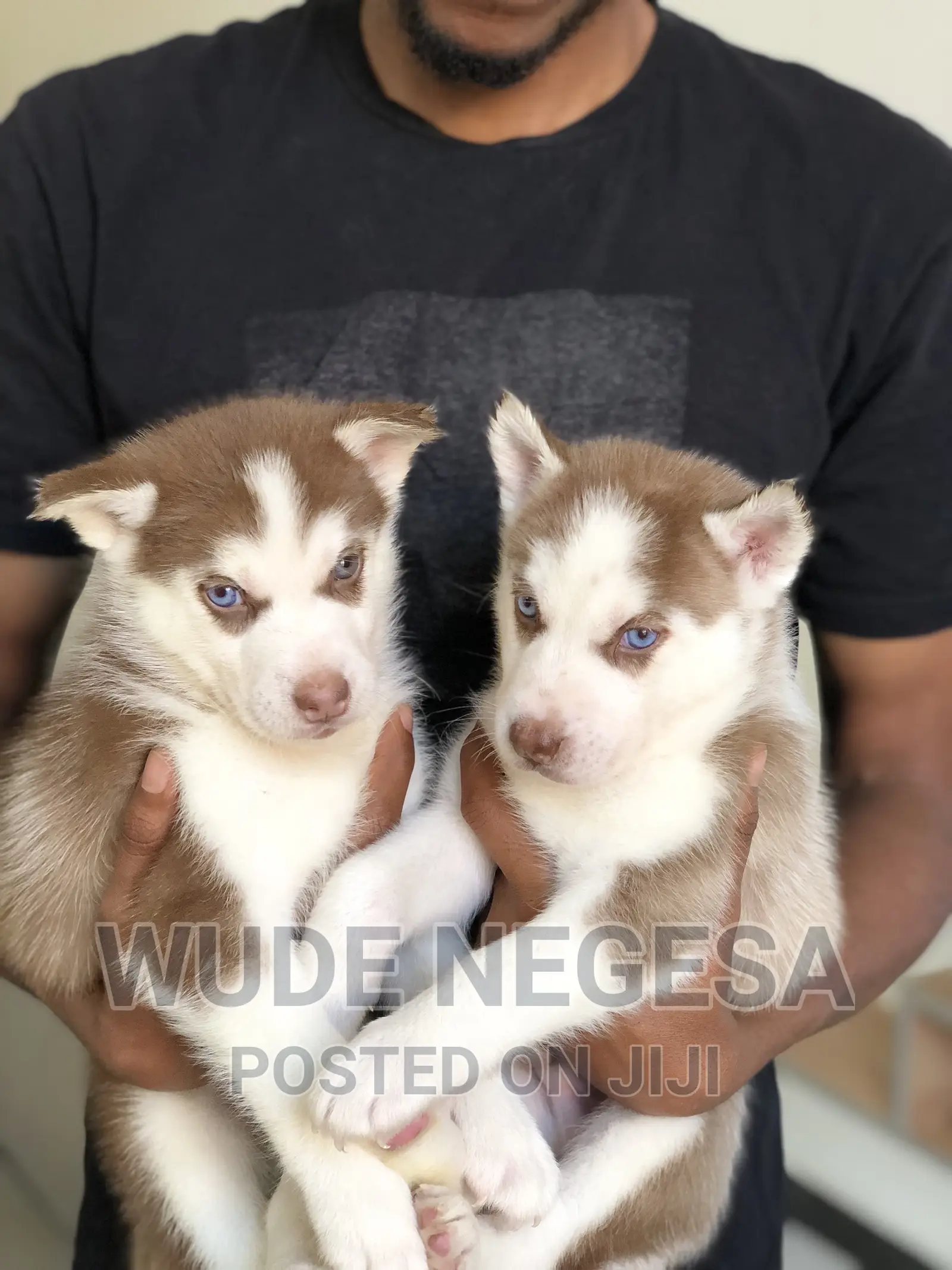1-3 months Male Purebred Siberian Husky