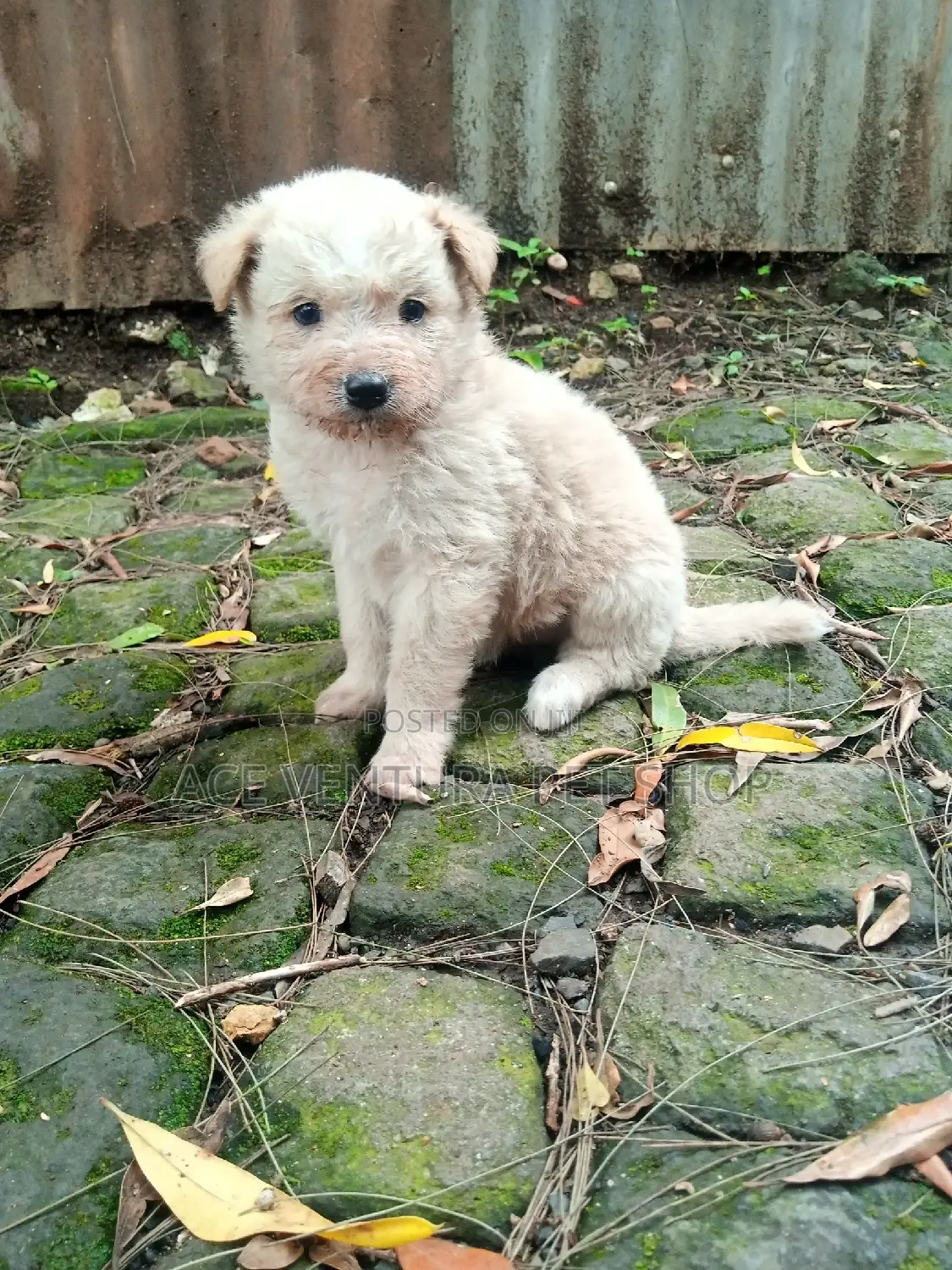 1-3 months Male Purebred Maltese