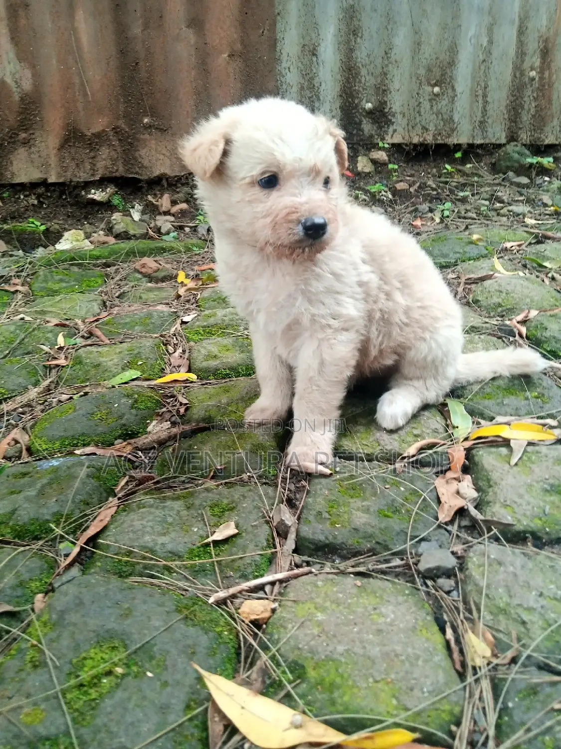 1-3 months Male Purebred Maltese