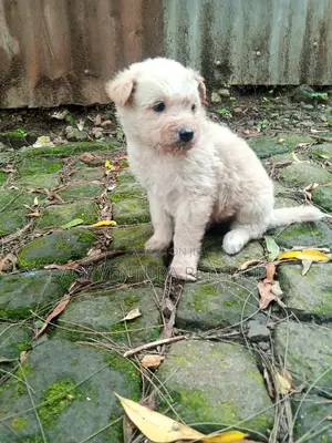 1-3 months Male Purebred Maltese