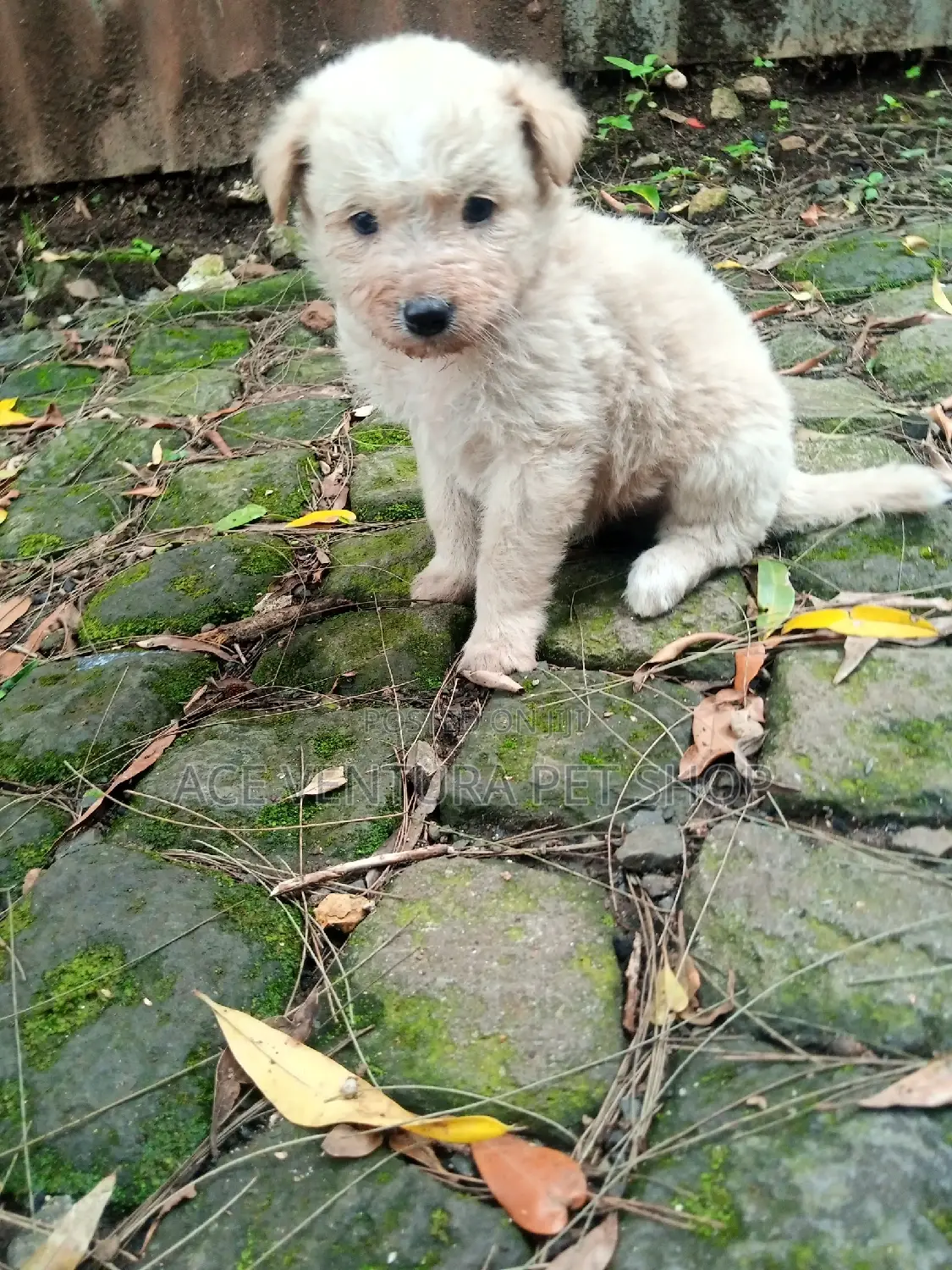 1-3 months Male Purebred Maltese