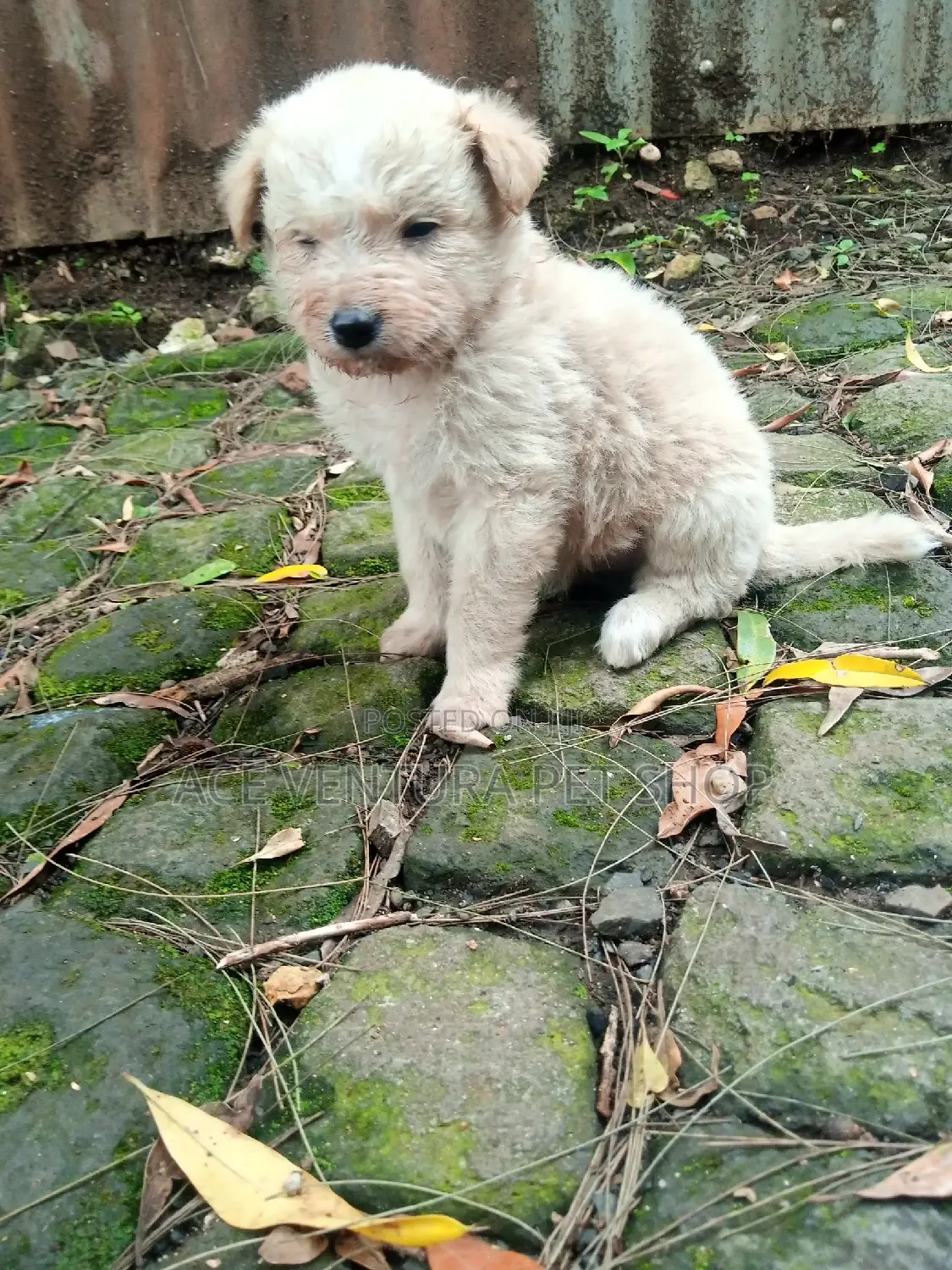 1-3 months Male Purebred Maltese