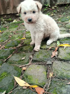 1-3 months Male Purebred Maltese