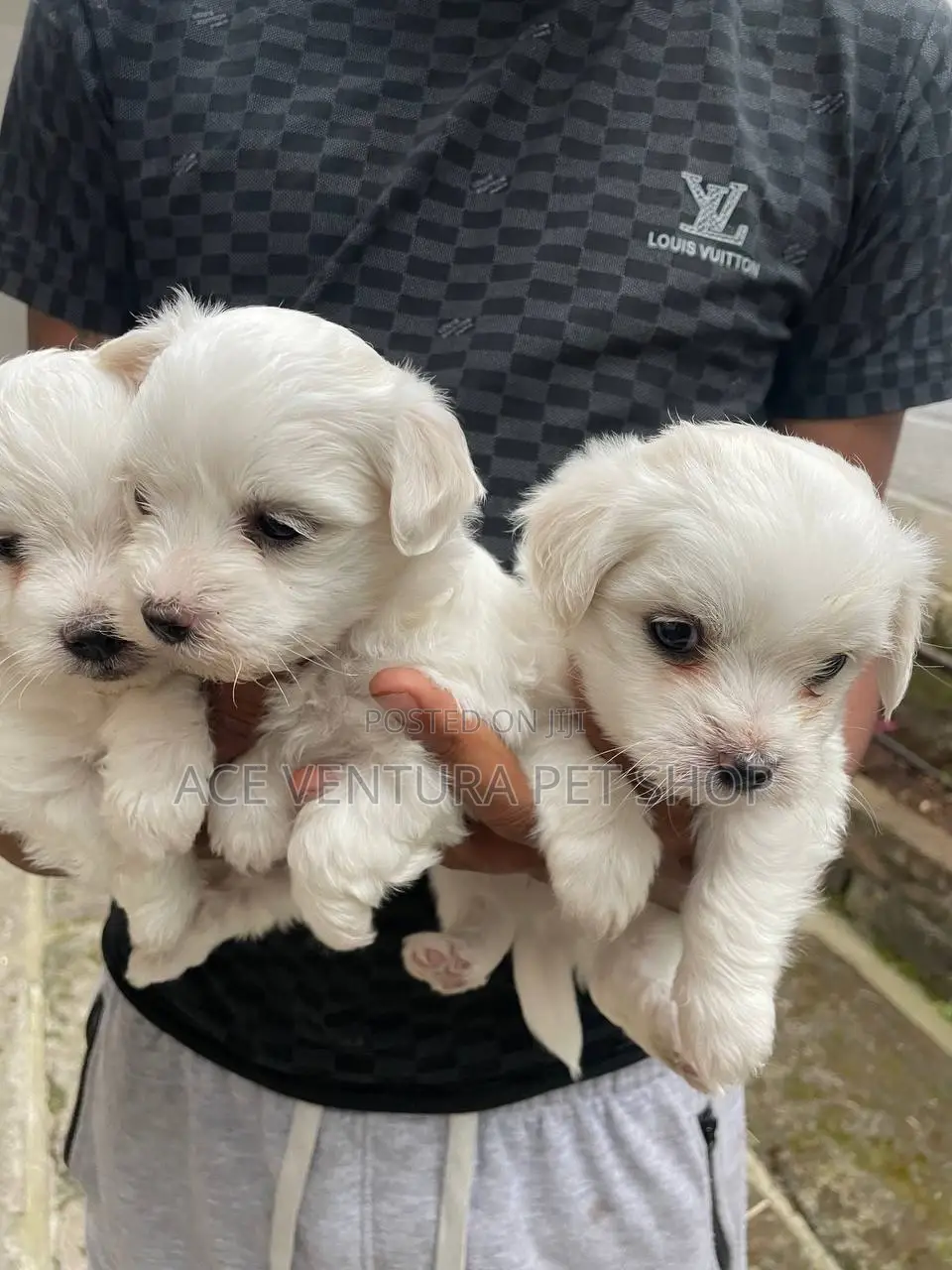 1-3 months Male Purebred Maltese