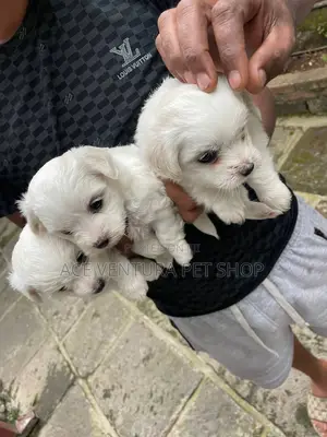 1-3 months Male Purebred Maltese