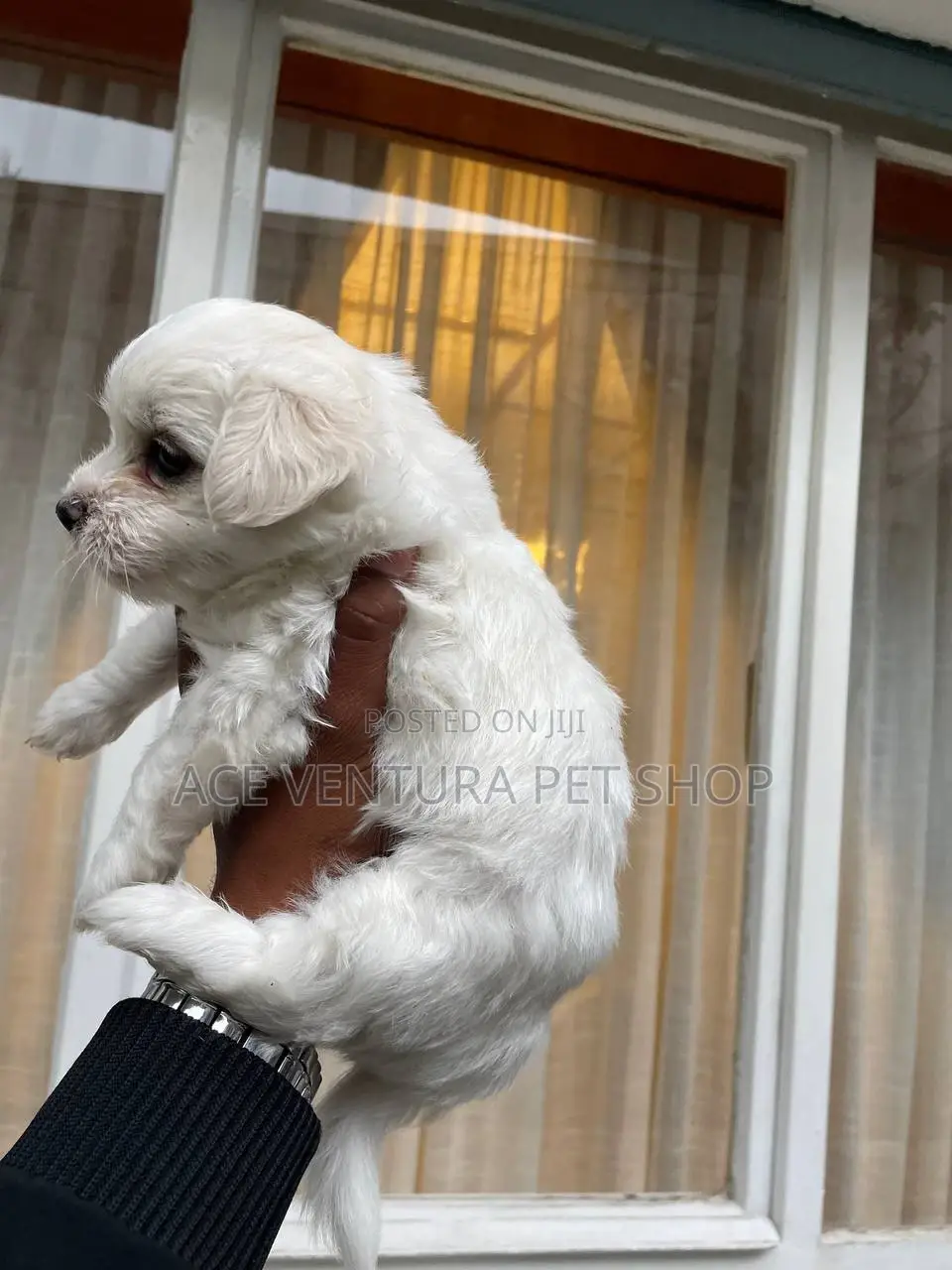 1-3 months Male Purebred Maltese