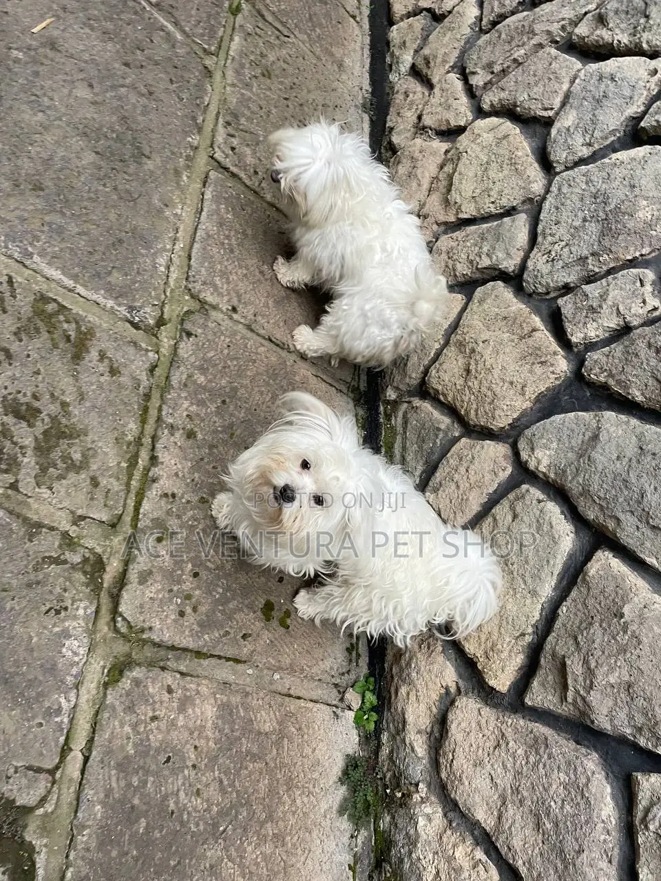 1-3 months Male Purebred Maltese