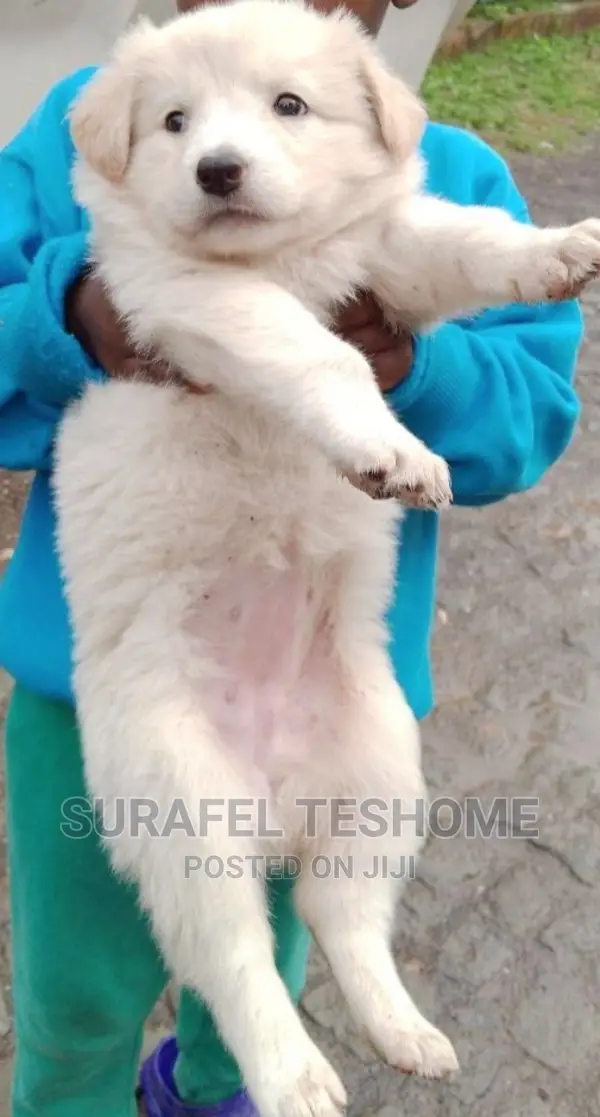 0-1 month Male Purebred Maltese