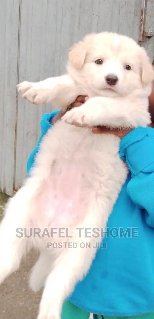 0-1 month Male Purebred Maltese