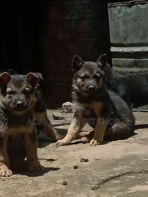 Photo - 1-3 months Male Purebred German Shepherd
