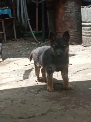 1-3 months Male Purebred German Shepherd