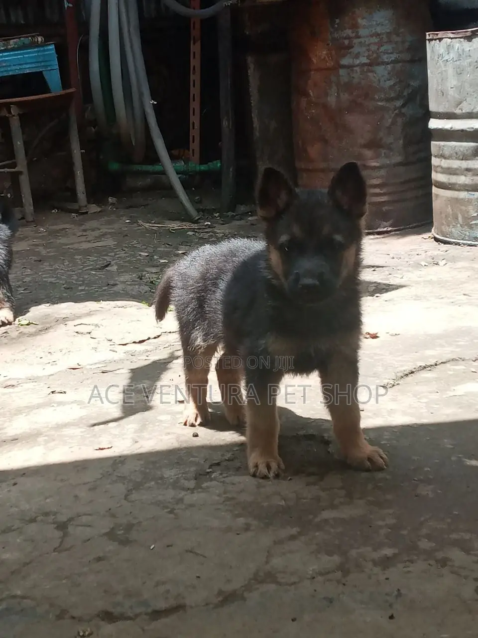 1-3 months Male Purebred German Shepherd