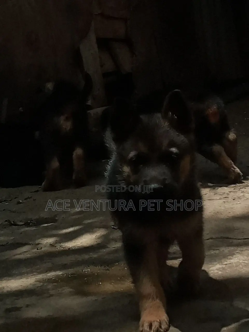 1-3 months Male Purebred German Shepherd