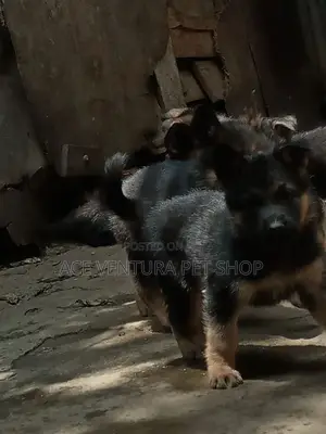1-3 months Male Purebred German Shepherd