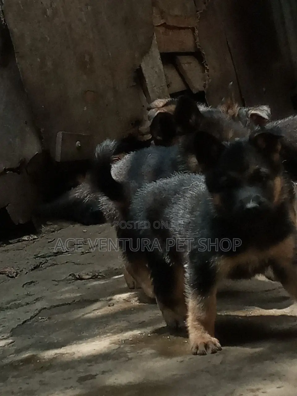 1-3 months Male Purebred German Shepherd