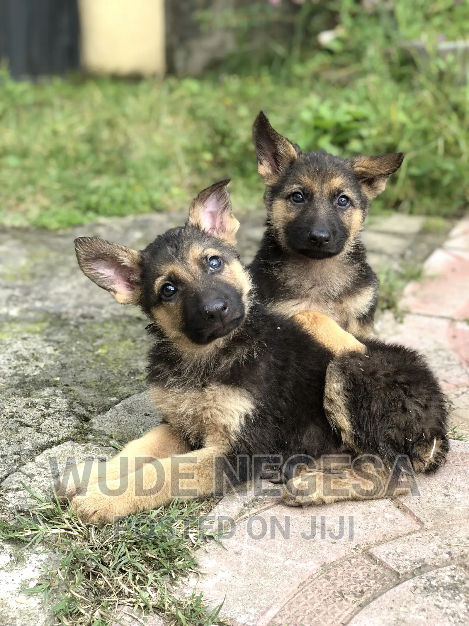 1-3 months Male Purebred German Shepherd