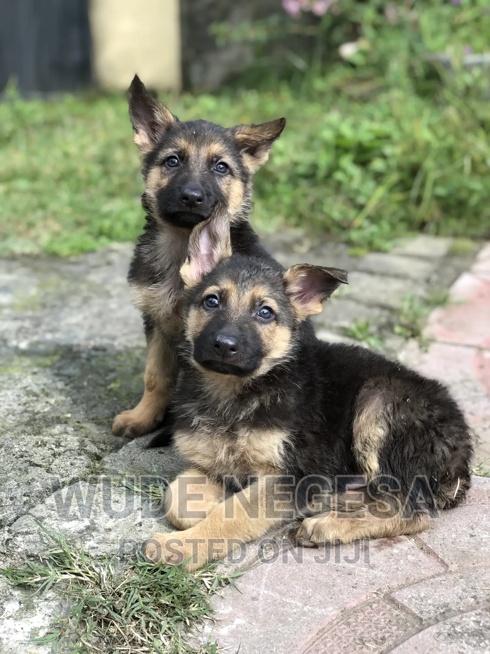 1-3 months Male Purebred German Shepherd