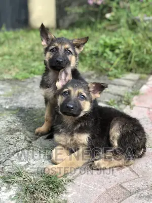 1-3 months Male Purebred German Shepherd