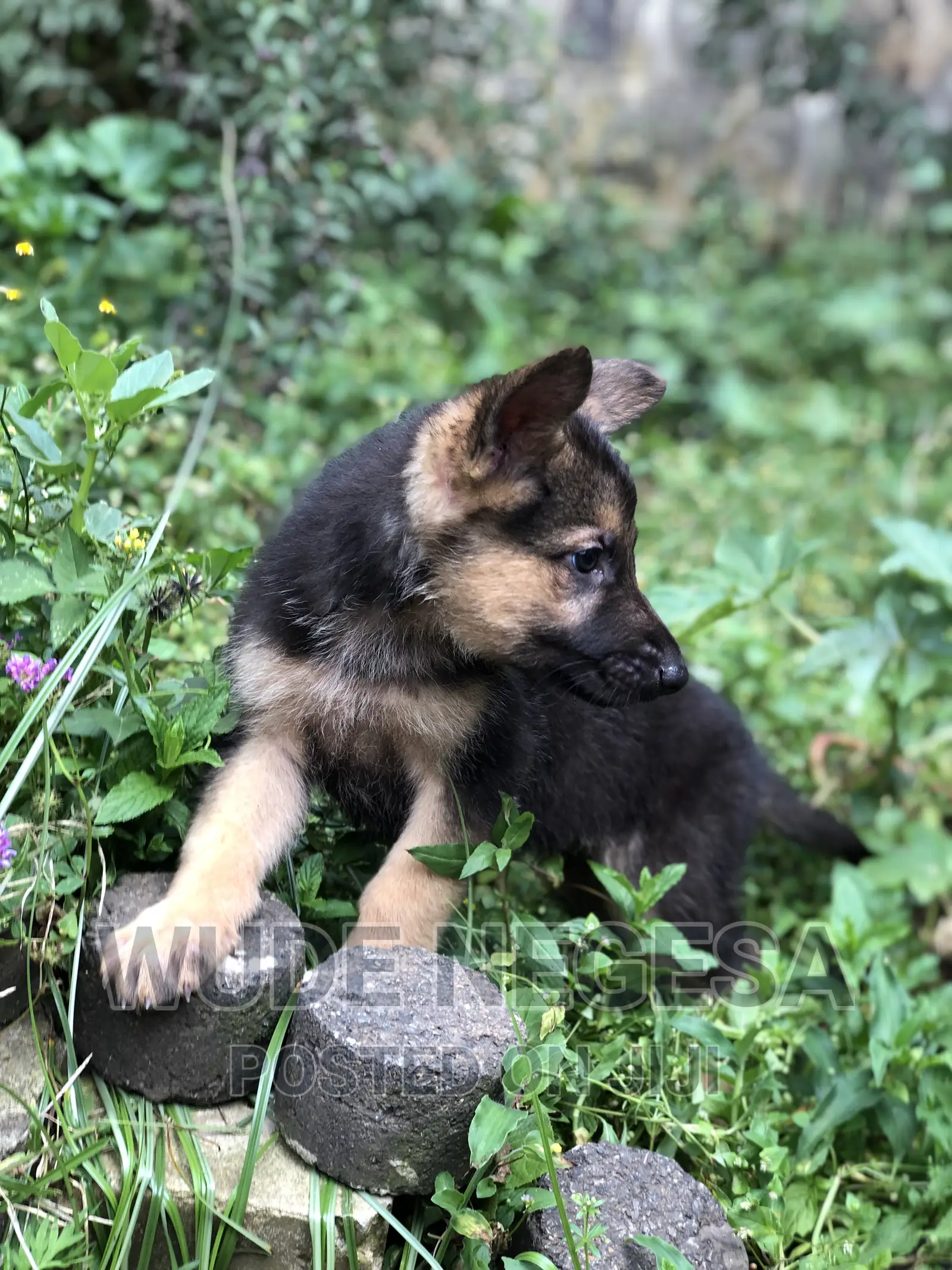 1-3 months Male Purebred German Shepherd