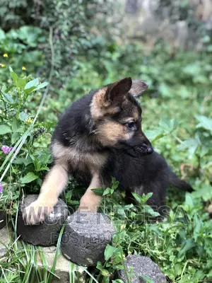 1-3 months Male Purebred German Shepherd
