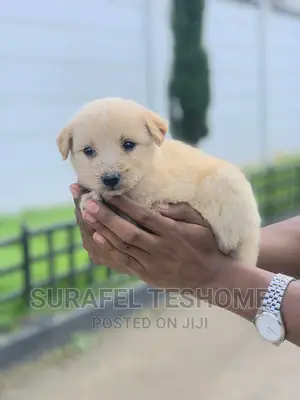 0-1 month Male Purebred Maltese