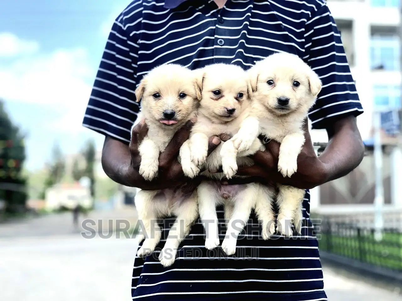 0-1 month Male Purebred Maltese