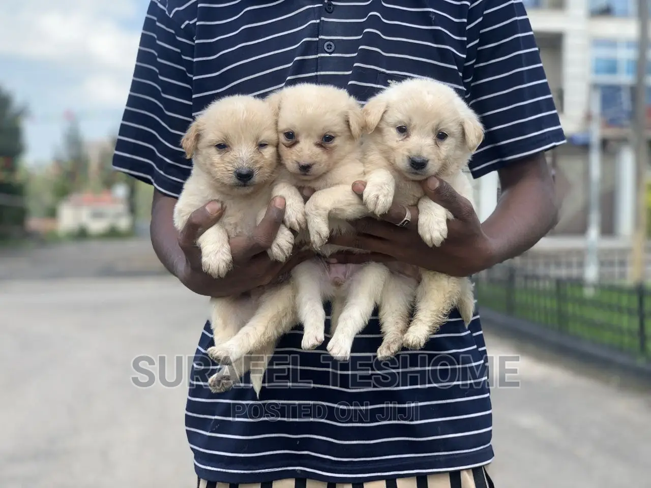 0-1 month Male Purebred Maltese