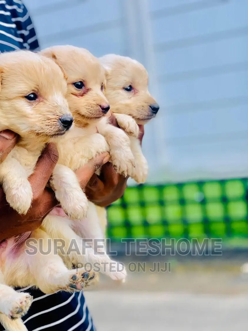 0-1 month Male Purebred Maltese