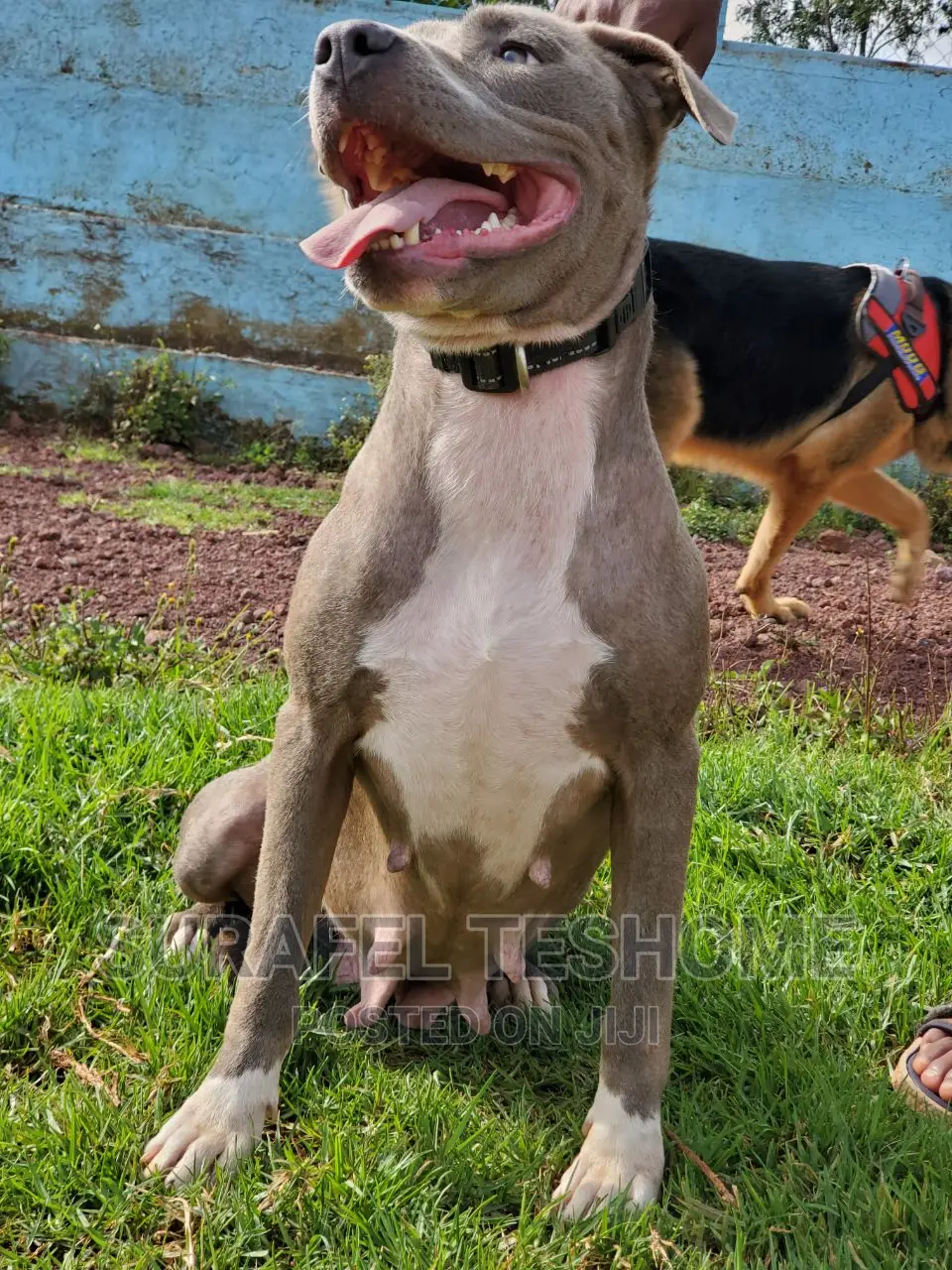 1+ year Female Purebred American Pit Bull Terrier