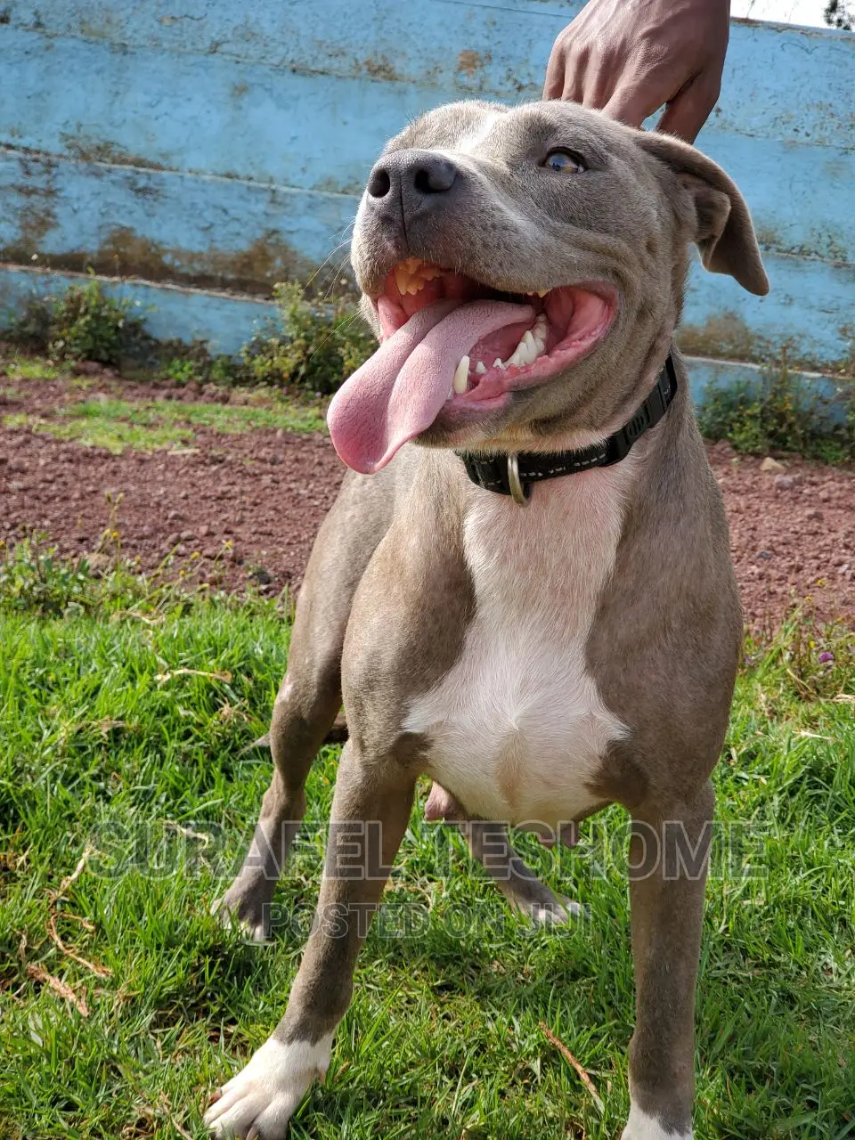 1+ year Female Purebred American Pit Bull Terrier