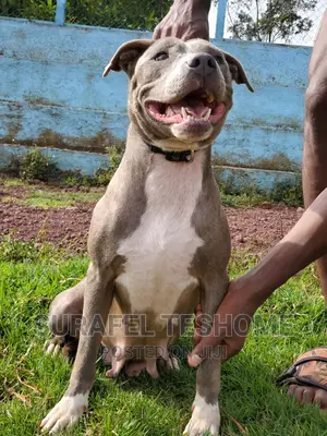 1+ year Female Purebred American Pit Bull Terrier