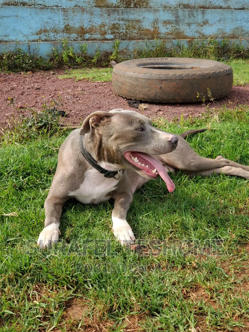 1+ year Female Purebred American Pit Bull Terrier