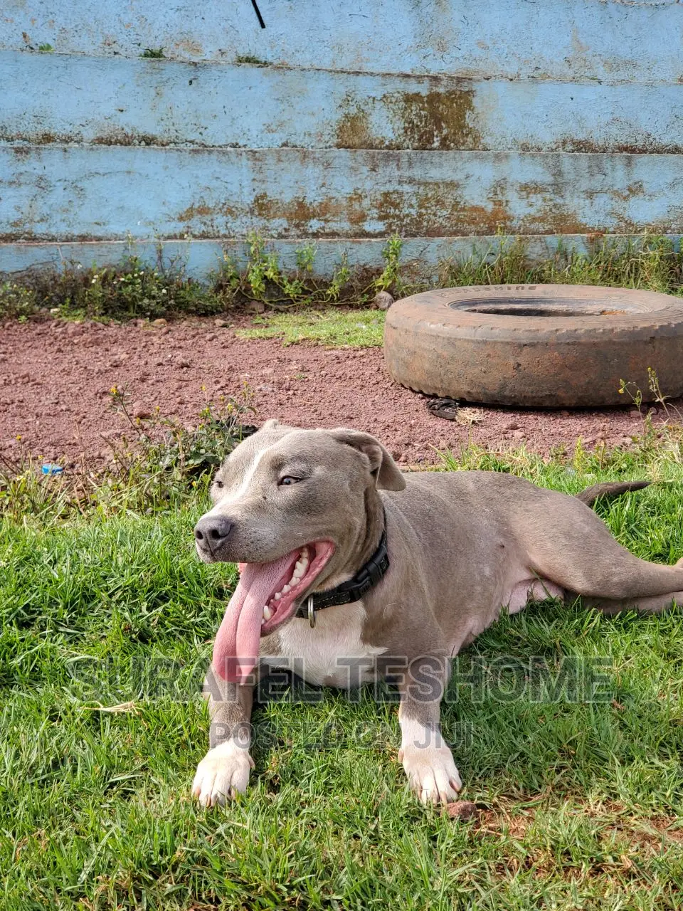 1+ year Female Purebred American Pit Bull Terrier