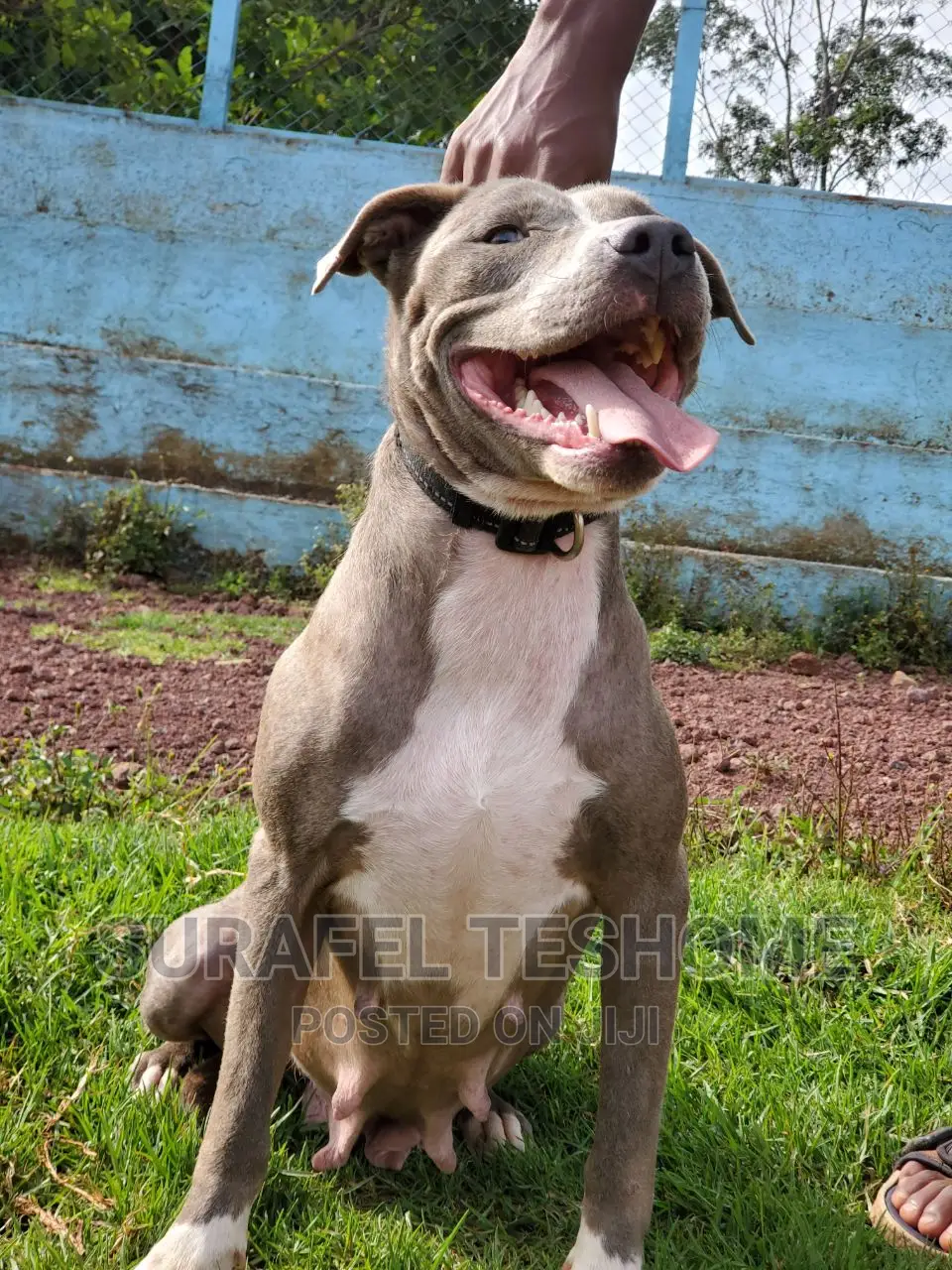 1+ year Female Purebred American Pit Bull Terrier