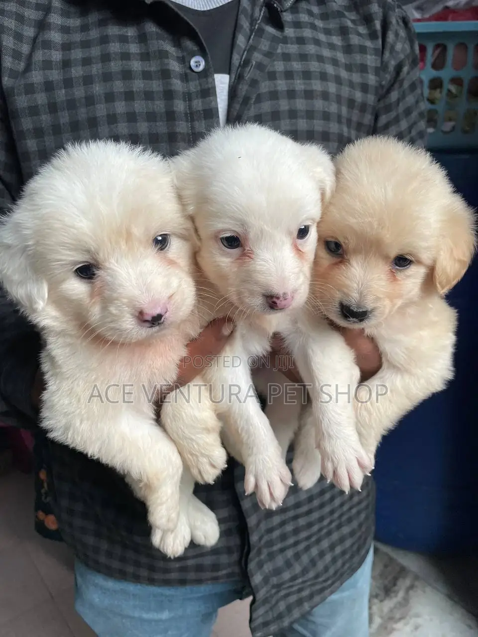 1-3 months Male Purebred Maltese