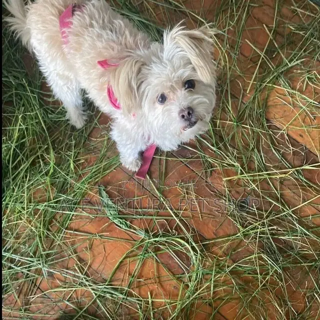 1-3 months Male Purebred Maltese