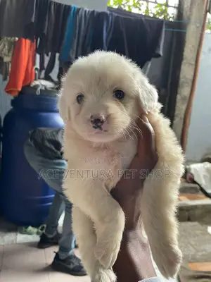 Photo - 1-3 months Male Purebred Maltese