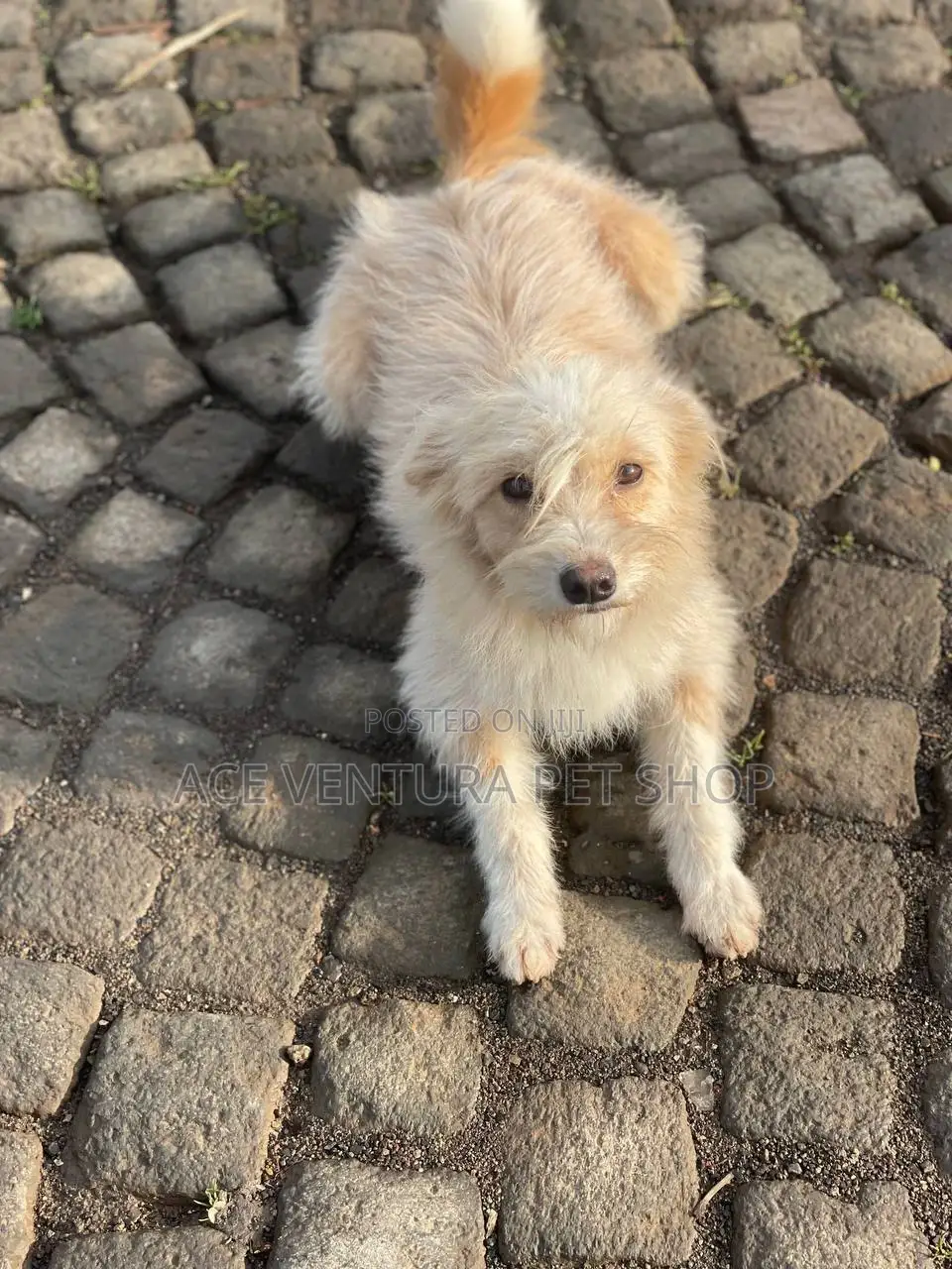 3-6 months Female Mixed Breed Maltese