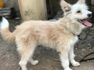 3-6 months Female Mixed Breed Maltese