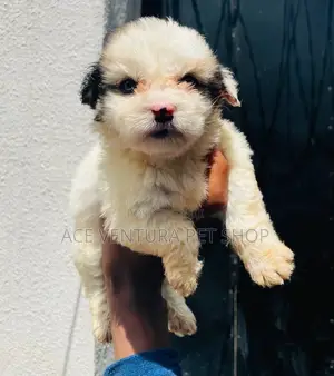 Photo - 1-3 months Male Purebred Maltese