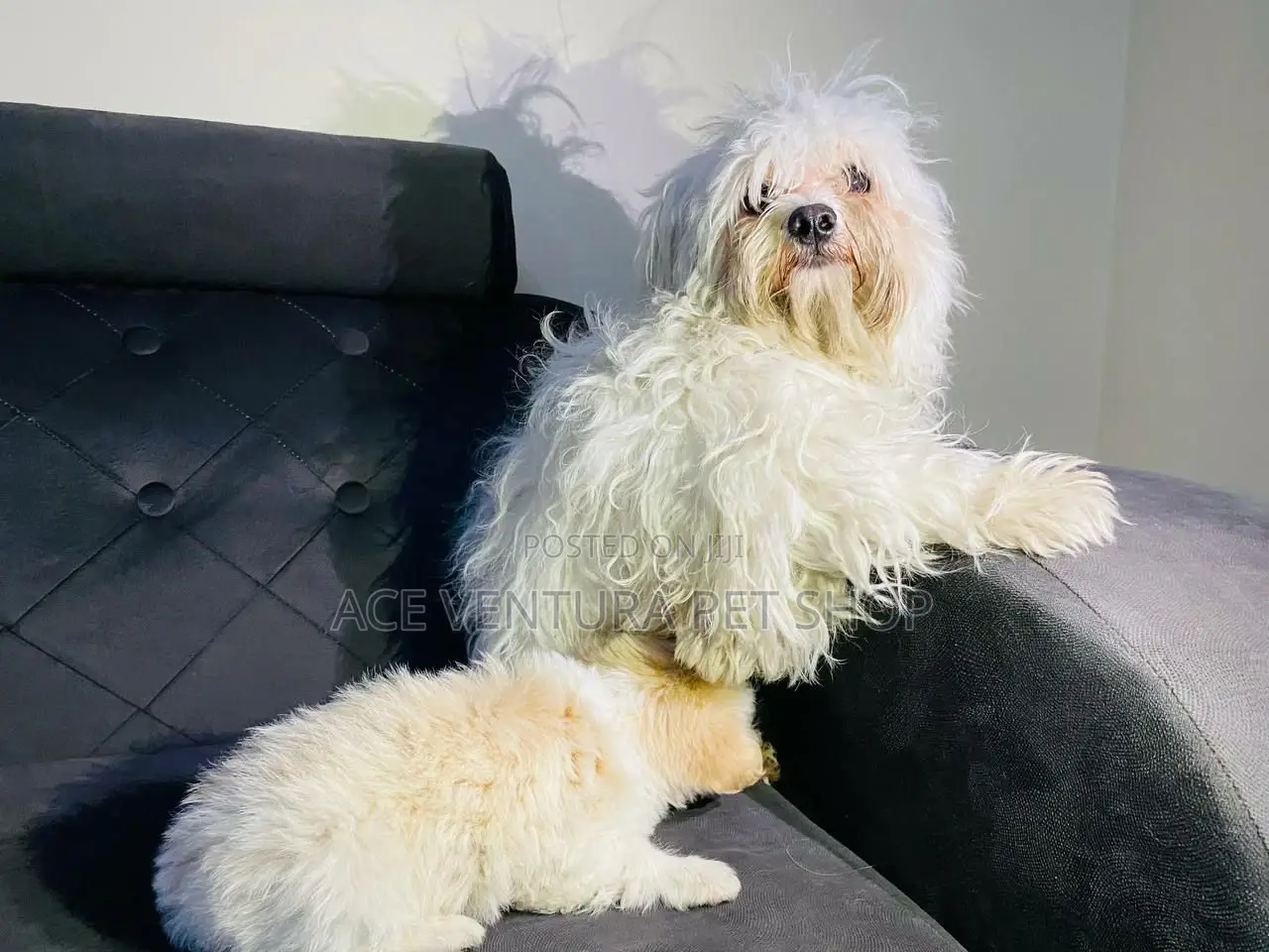 1-3 months Male Purebred Maltese